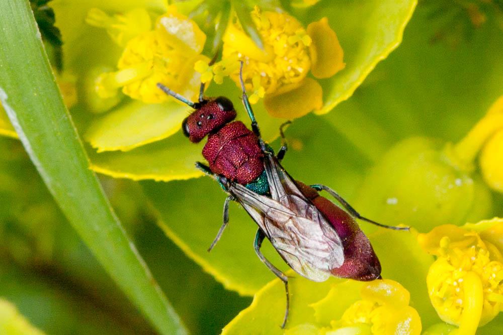 Chrysura cuprea (Rossi, 1790)