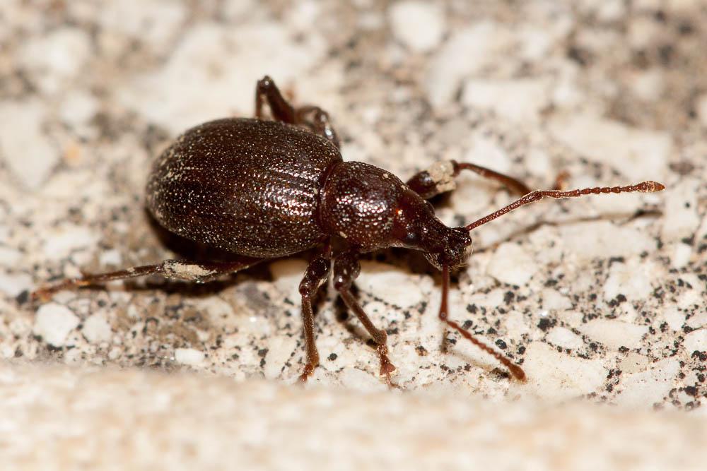Otiorhynque méridional Otiorhynchus meridionalis Gyllenhal, 1834