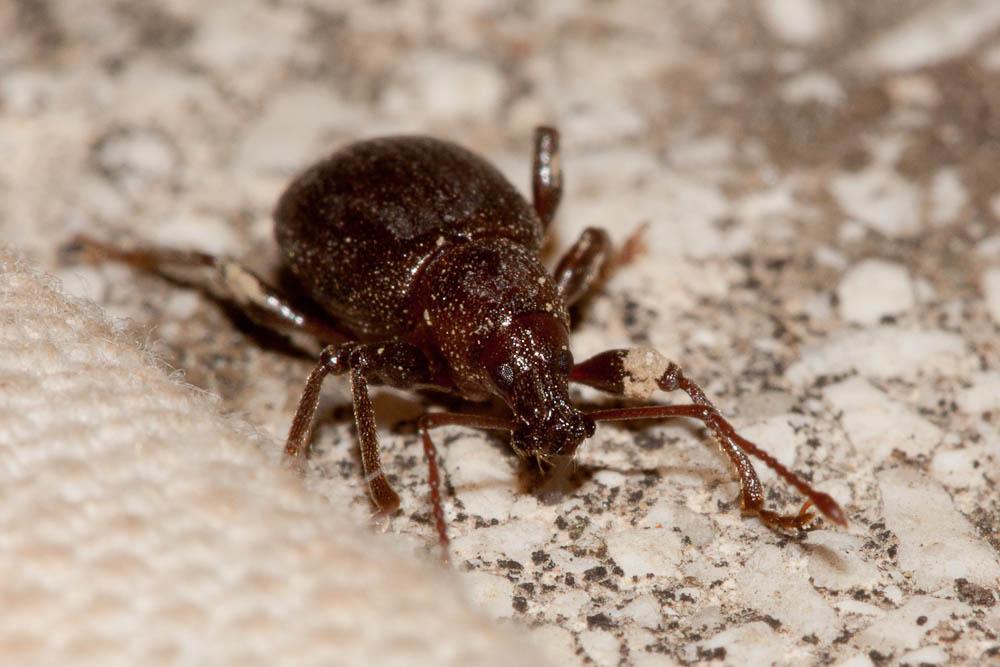 Otiorhynque méridional Otiorhynchus meridionalis Gyllenhal, 1834