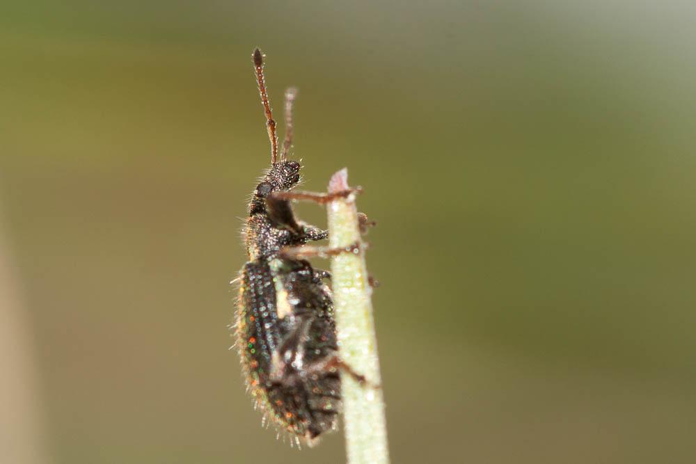  Phyllobius betulinus (Bechstein & Scharfenberg, 1805)