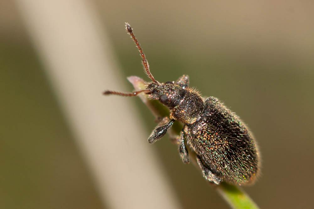Phyllobius betulinus (Bechstein & Scharfenberg, 1805)