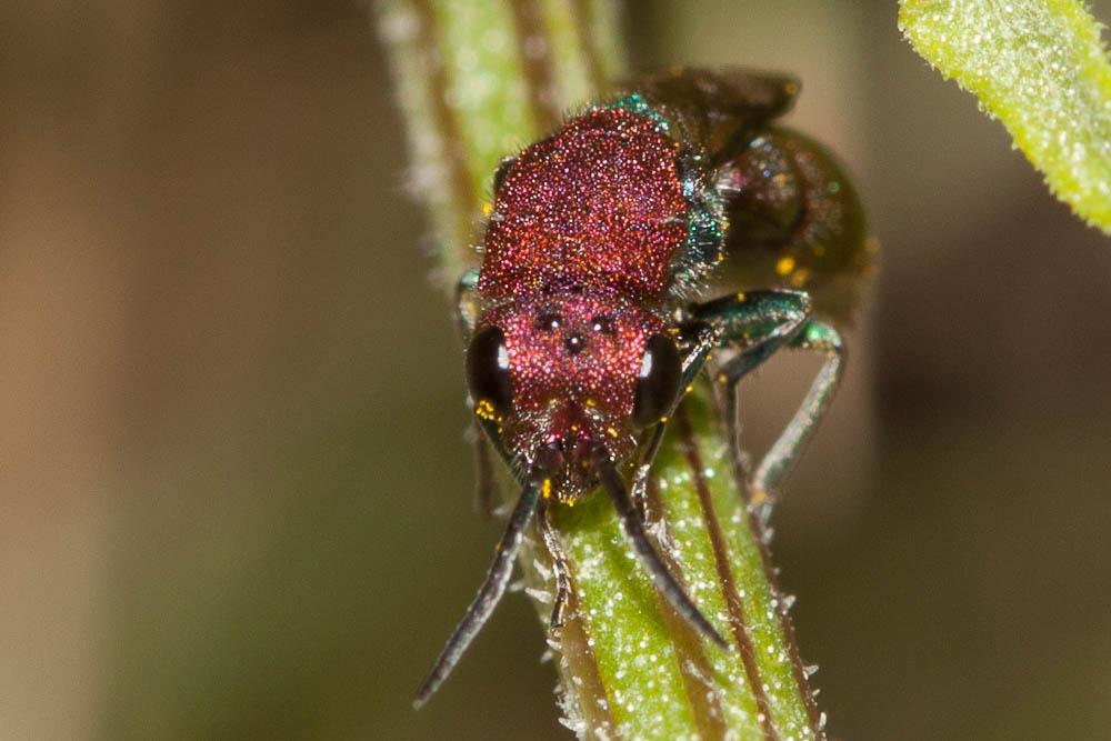  Chrysura cuprea (Rossi, 1790)