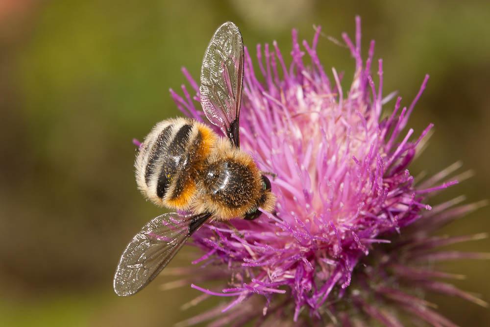 Fallenia fasciata (Fabricius, 1805)