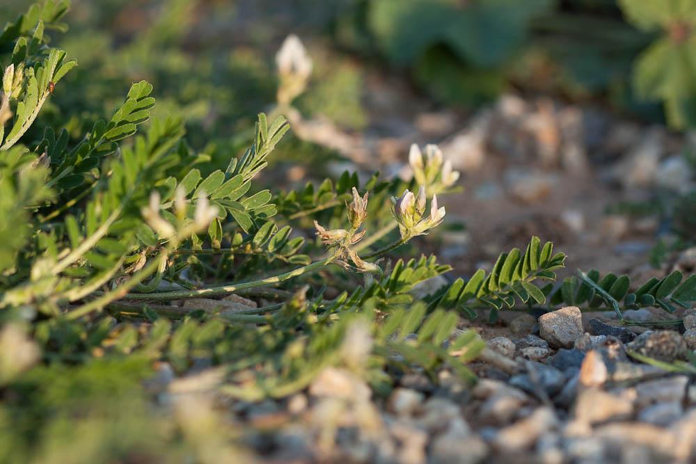 Astragale à gousses en hameçon Astragalus hamosus L., 1753