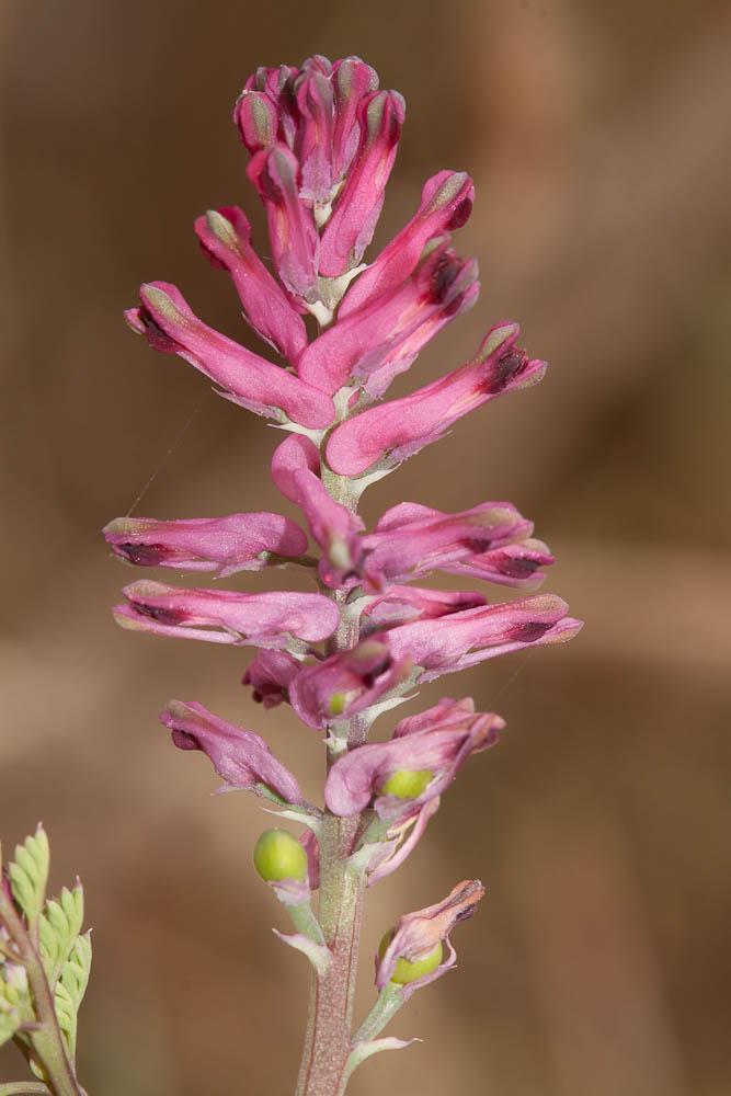 Fumeterre officinale, Herbe à la veuve Fumaria officinalis L., 1753
