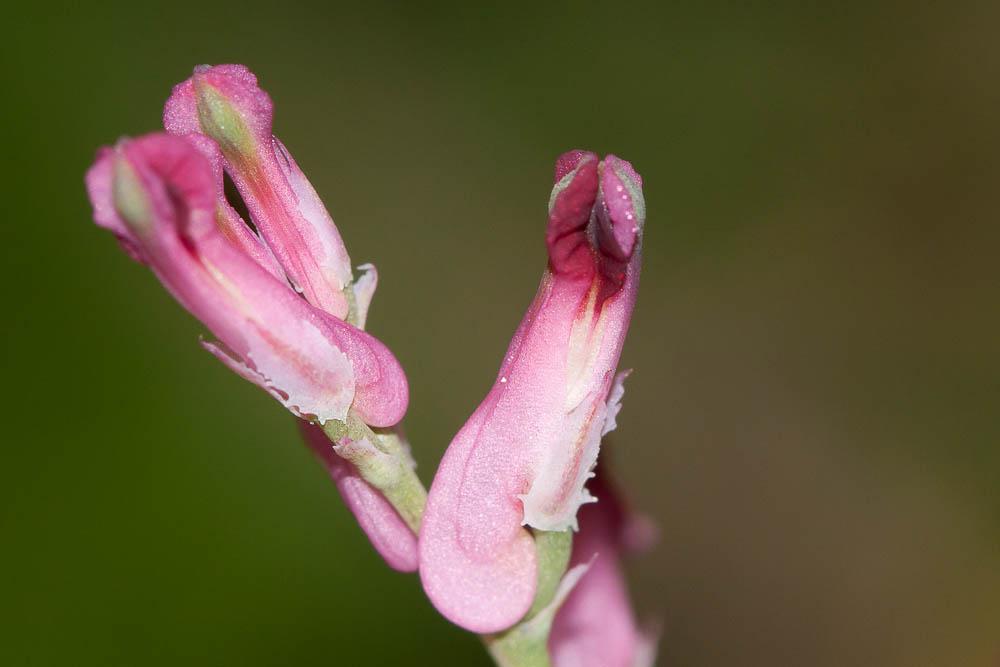 Fumeterre officinale, Herbe à la veuve Fumaria officinalis L., 1753