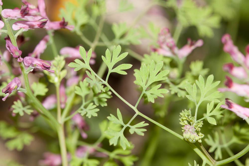 Fumeterre officinale, Herbe à la veuve Fumaria officinalis L., 1753