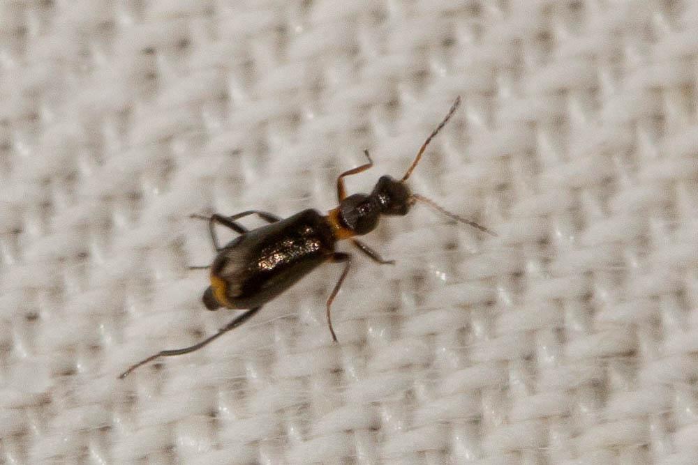 Sphinginus lobatus (Olivier, 1790)