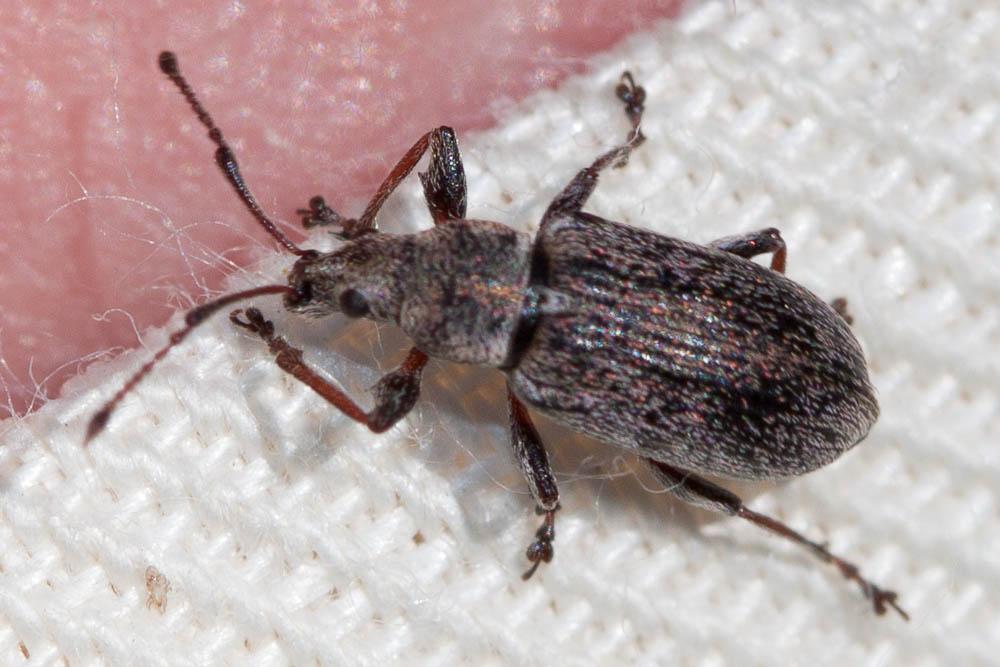 Phyllobius pyri (Linnaeus, 1758)