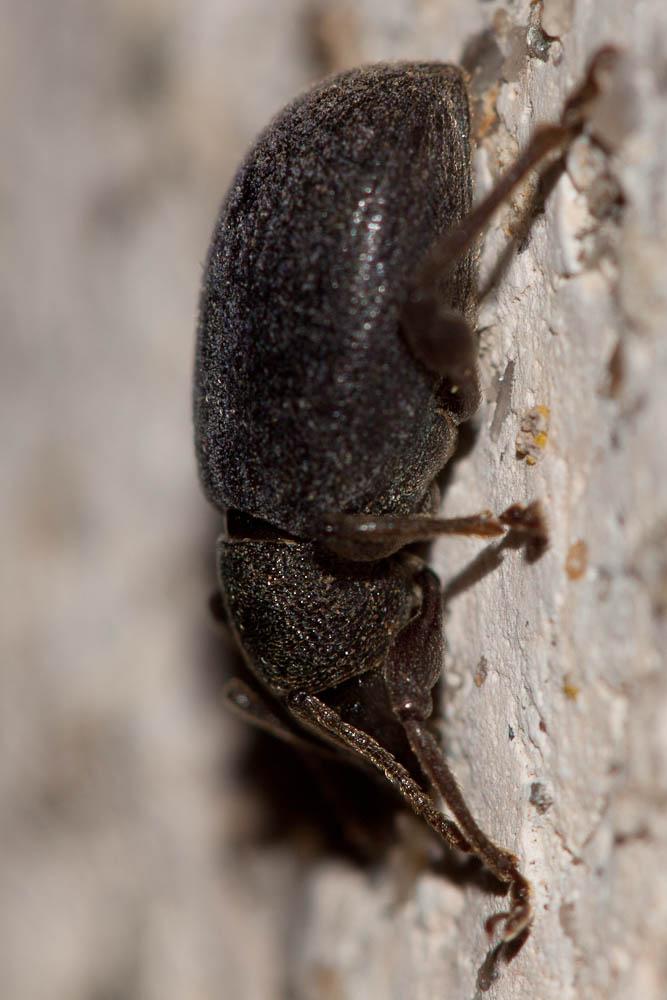 Otiorhynque méridional Otiorhynchus meridionalis Gyllenhal, 1834