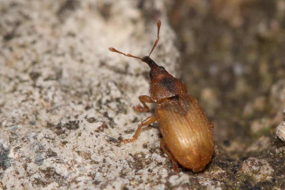 Derelomus chamaeropis (Fabricius, 1798)