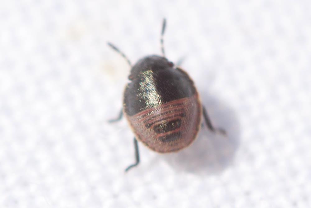 Eurygaster maura (Linnaeus, 1758)