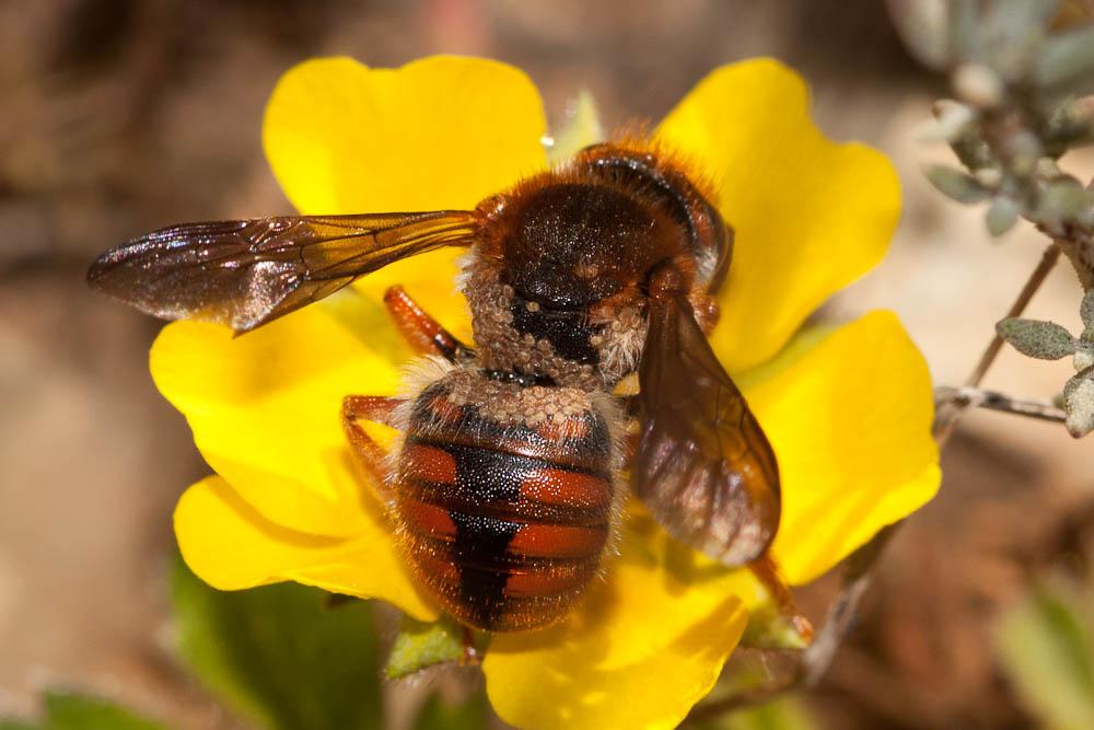  Rhodanthidium sticticum (Fabricius, 1787)
