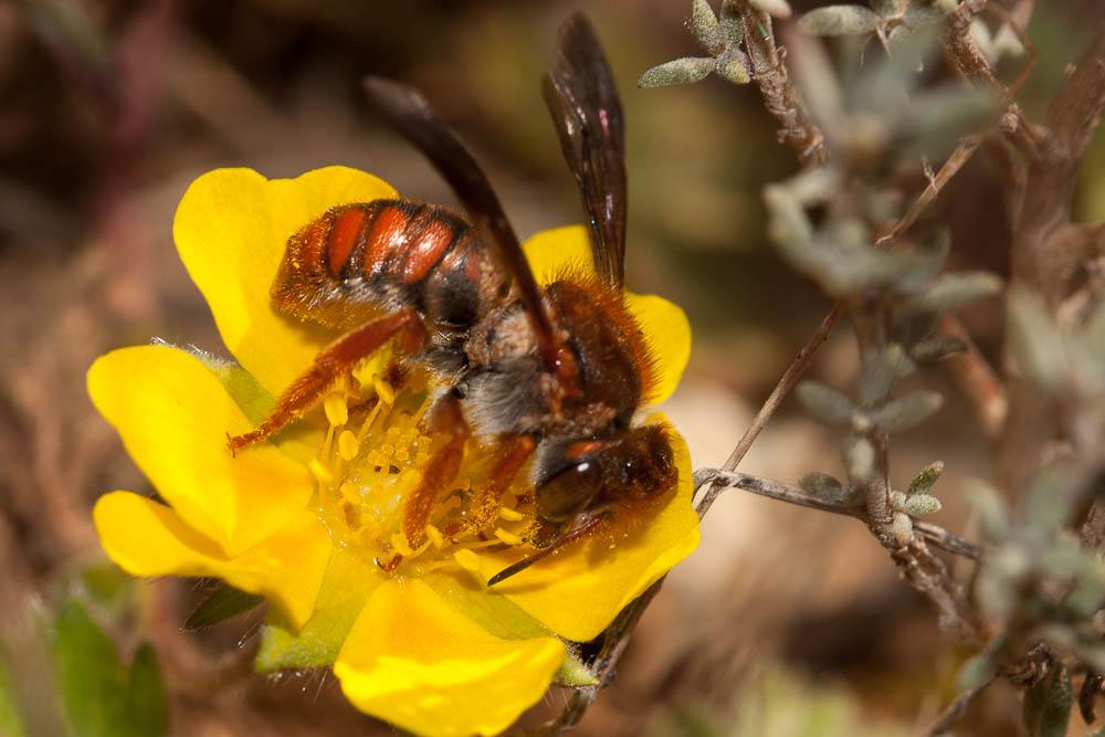  Rhodanthidium sticticum (Fabricius, 1787)