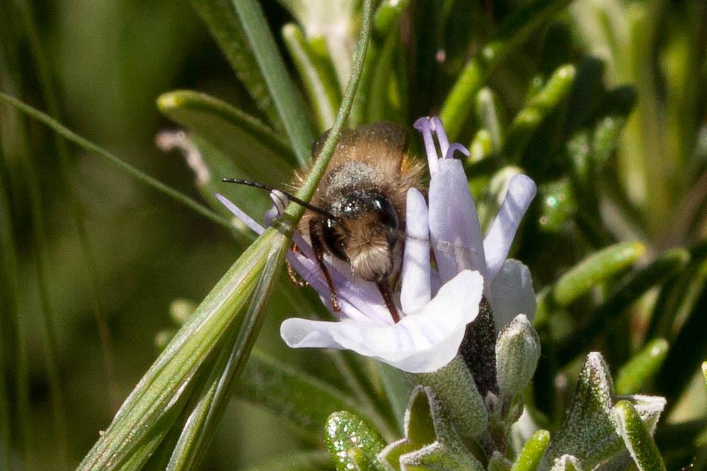 Osmie rousse Osmia bicornis (Linnaeus, 1758)