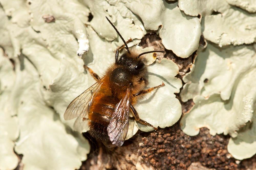 Osmie rousse Osmia bicornis (Linnaeus, 1758)
