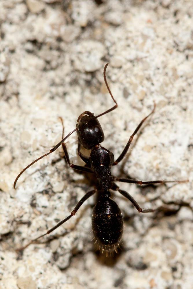 Camponotus aethiops (Latreille, 1798)