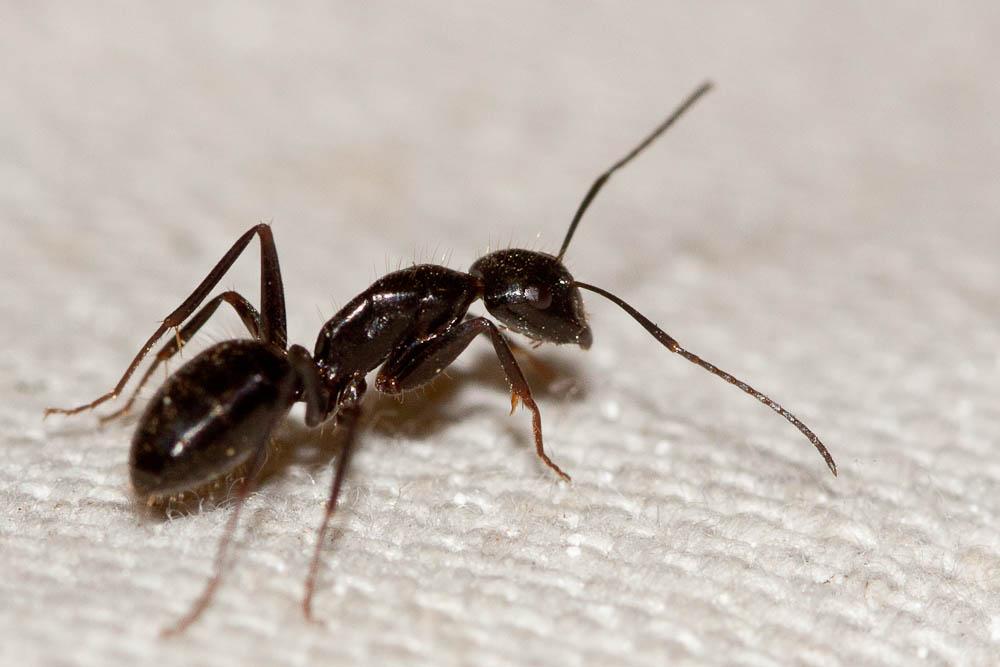 Camponotus aethiops (Latreille, 1798)