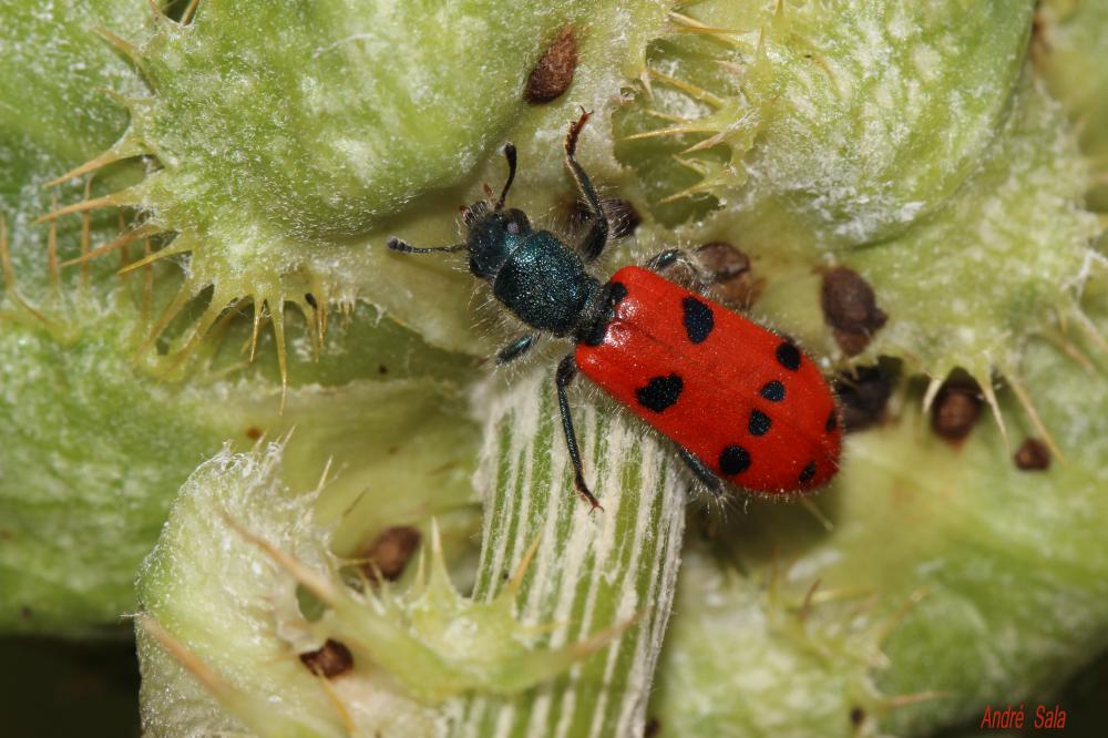 Clairon à huit points Trichodes octopunctatus (Fabricius, 1787)