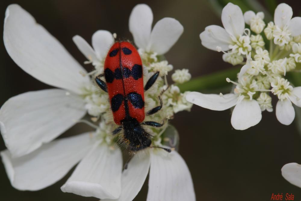 Clairon des ruches Trichodes alvearius (Fabricius, 1792)