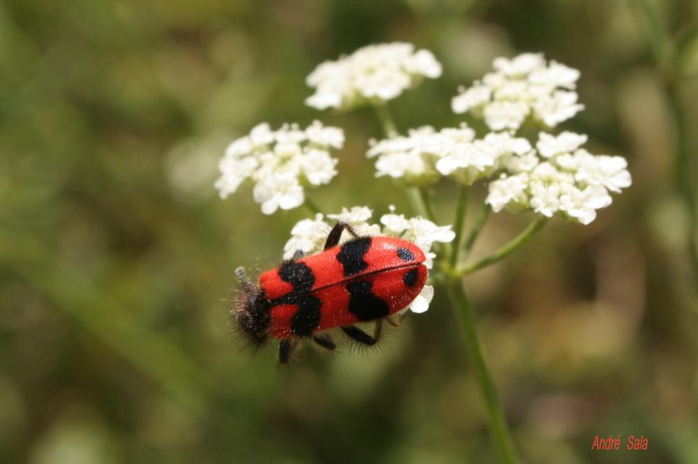 Clairon des ruches Trichodes alvearius (Fabricius, 1792)