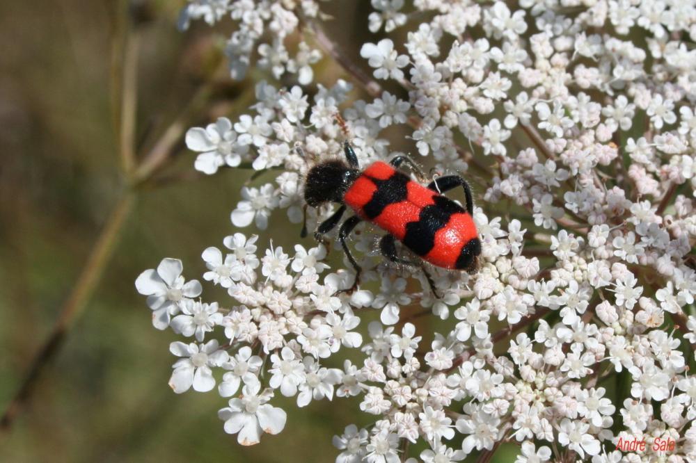 Clairon des abeilles Trichodes apiarius (Linnaeus, 1758)