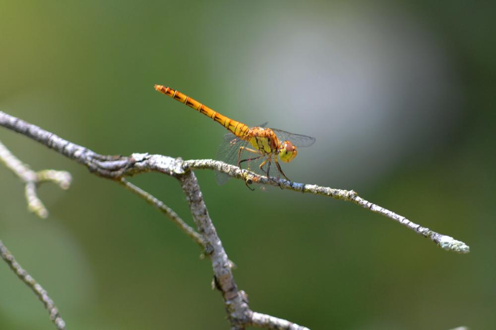 Sympétrum fascié (Le) Sympetrum striolatum (Charpentier, 1840)