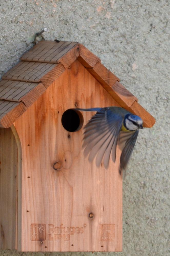 Mésange bleue Cyanistes caeruleus (Linnaeus, 1758)