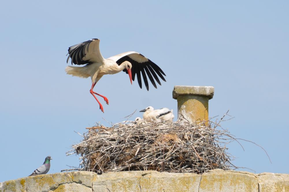 Cigogne blanche Ciconia ciconia (Linnaeus, 1758)