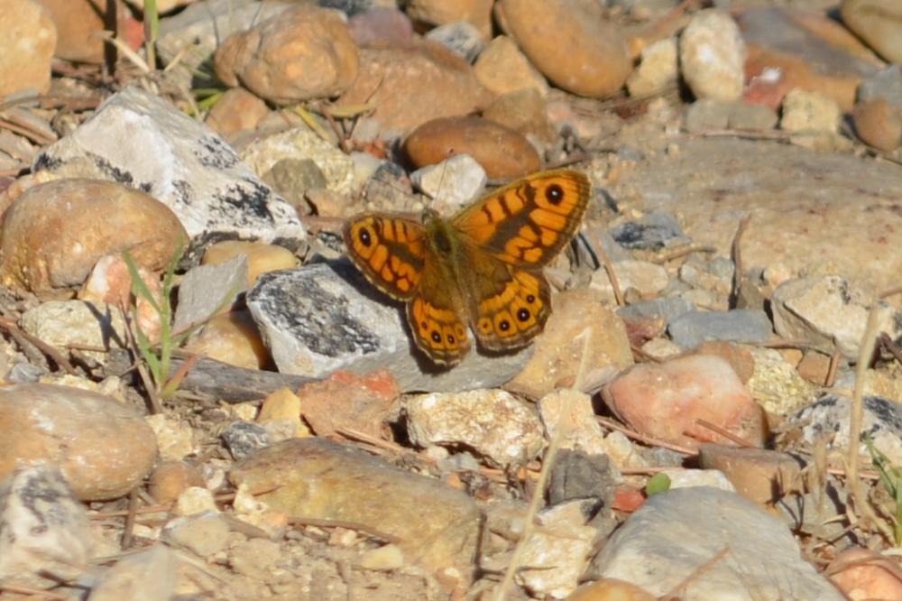 La Mégère (La), Satyre (Le) Lasiommata megera (Linnaeus, 1767)