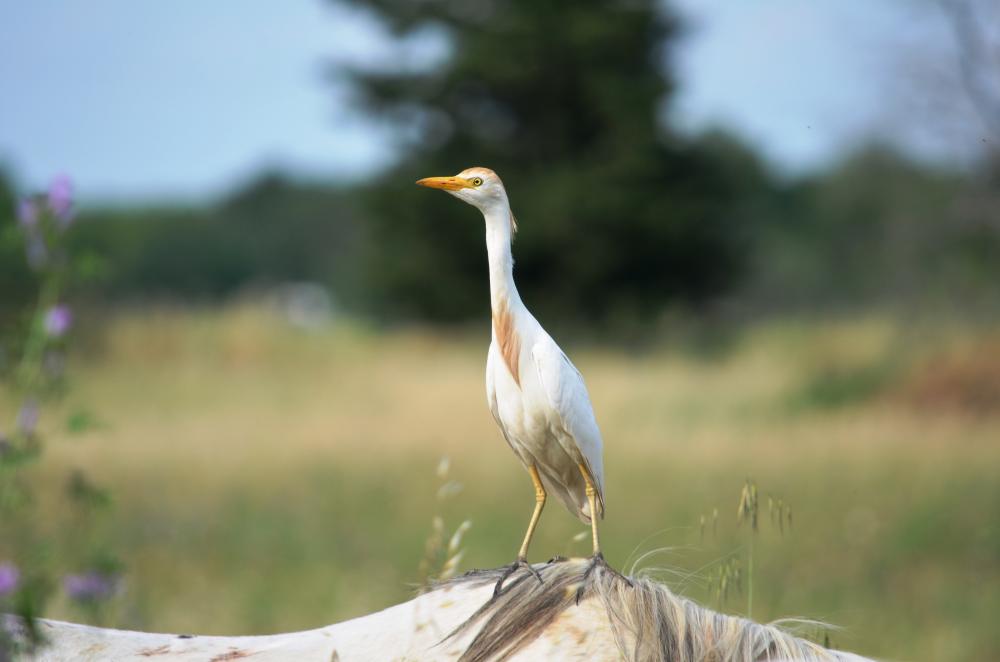 Héron garde-boeufs Bubulcus ibis (Linnaeus, 1758)