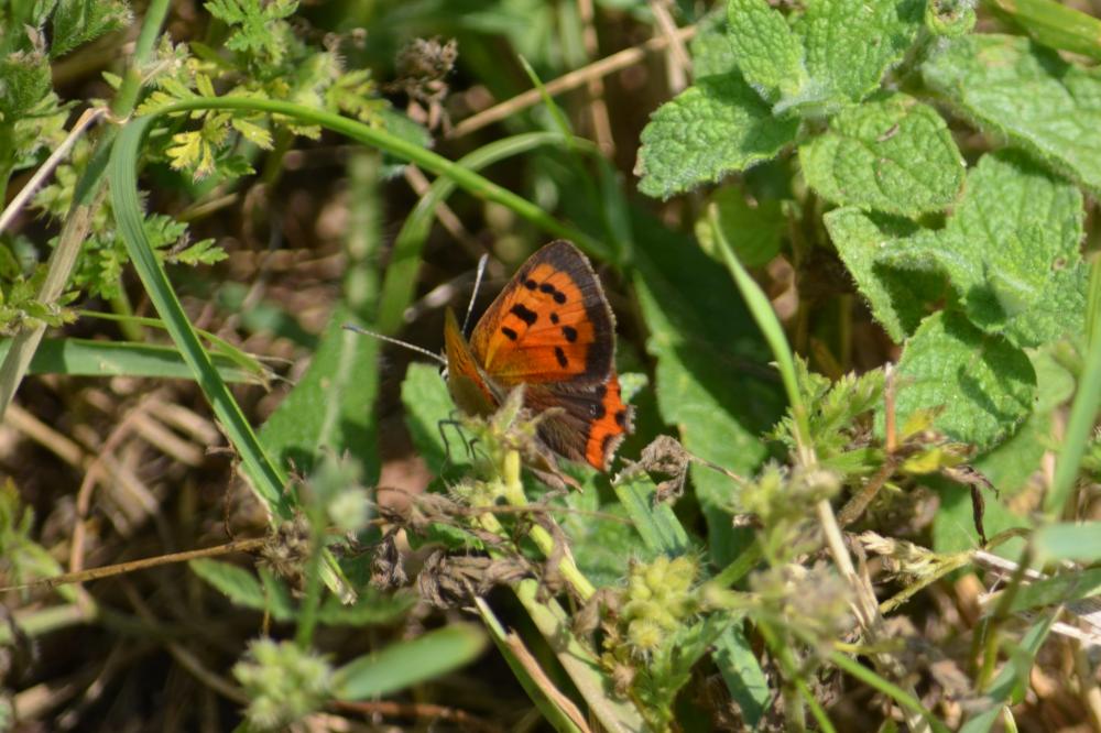 Cuivré commun (Le), Argus bronzé (L'), Bronzé (Le) Lycaena phlaeas (Linnaeus, 1760)