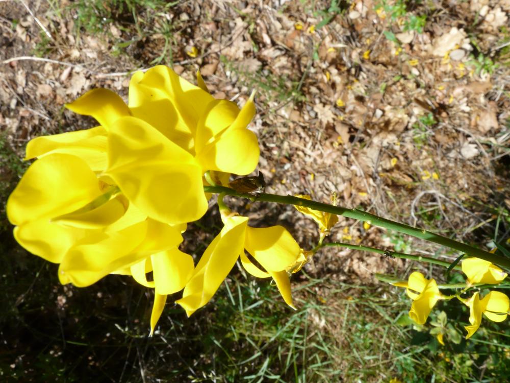 Demi-diable Centrotus cornutus (Linnaeus, 1758)