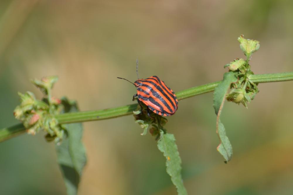 Punaise arlequin Graphosoma italicum (O.F. Müller, 1766)