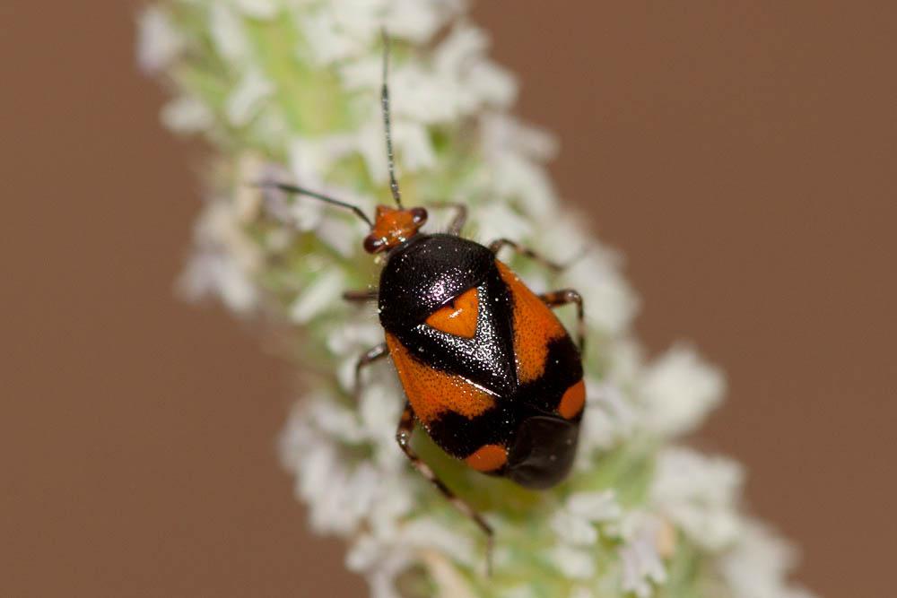 Deraeocoris schach (Fabricius, 1781)