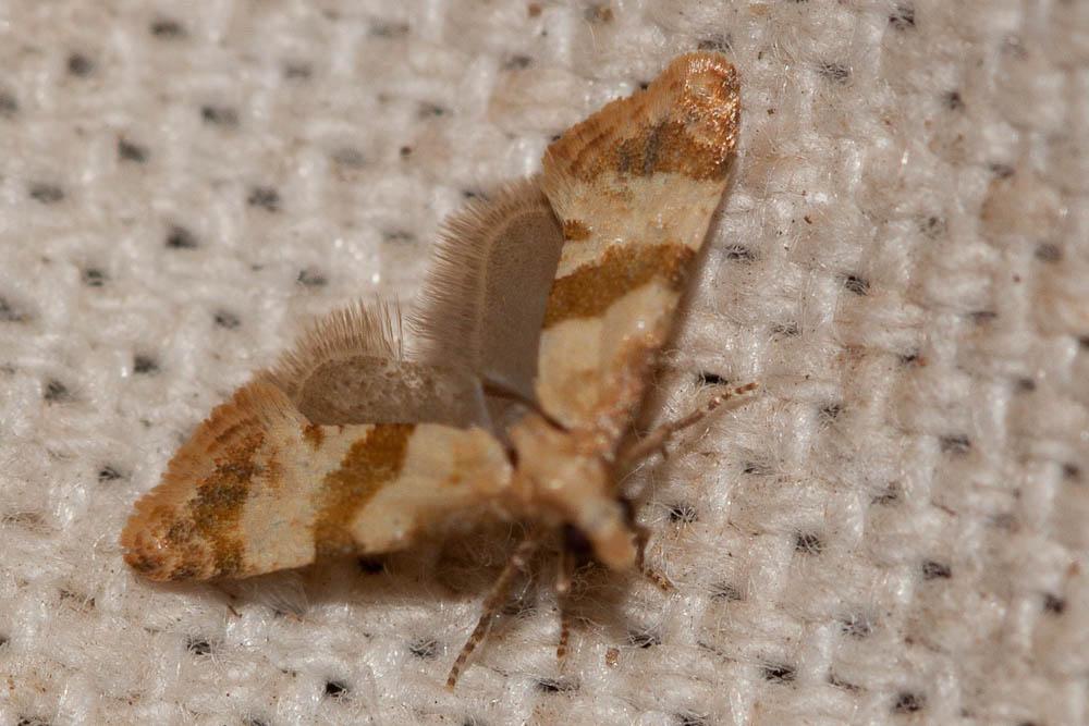 Le  Phalonidia contractana (Zeller, 1847)