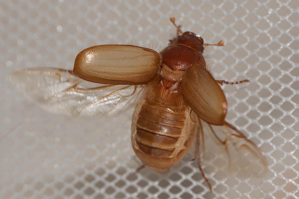 Hanneton européen Amphimallon majale (Razoumowsky, 1789)