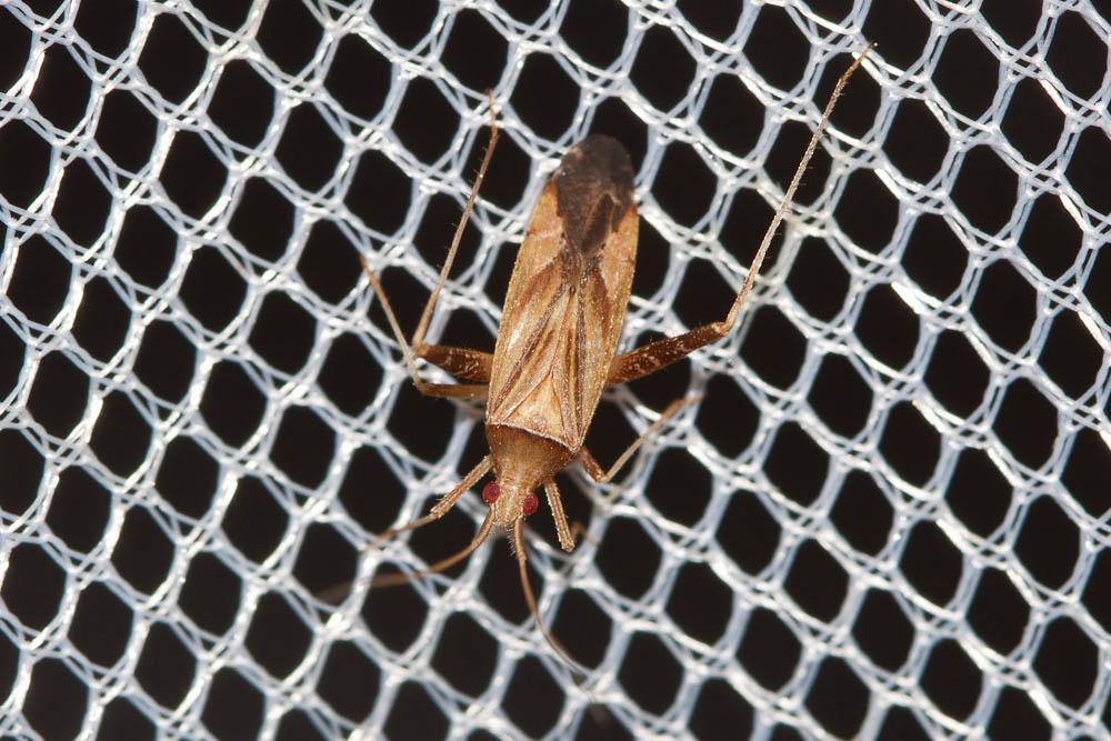  Phytocoris varipes Boheman, 1852