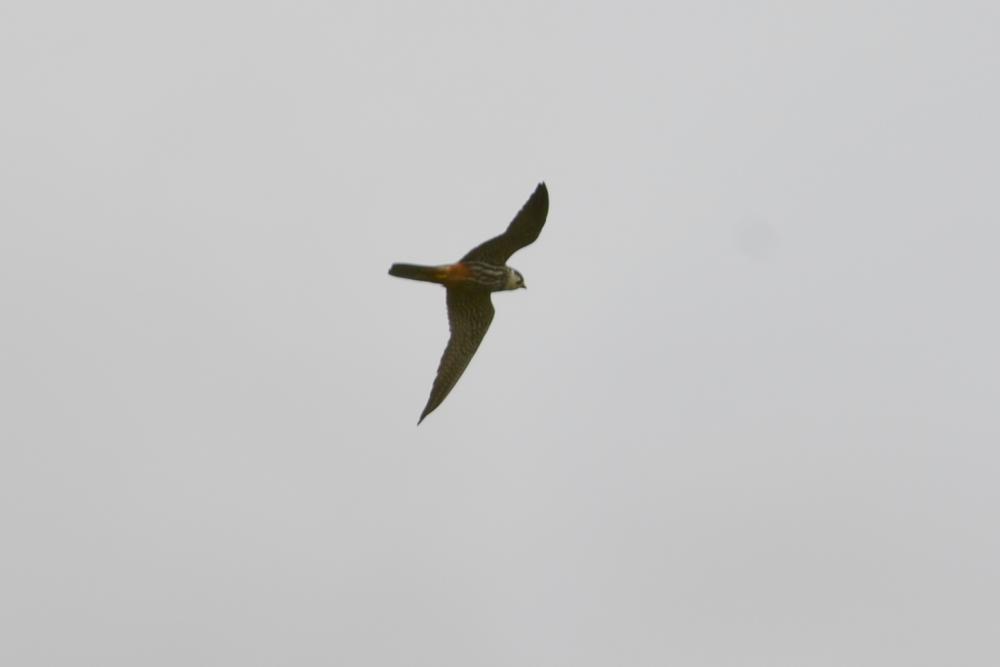 Faucon hobereau Falco subbuteo Linnaeus, 1758