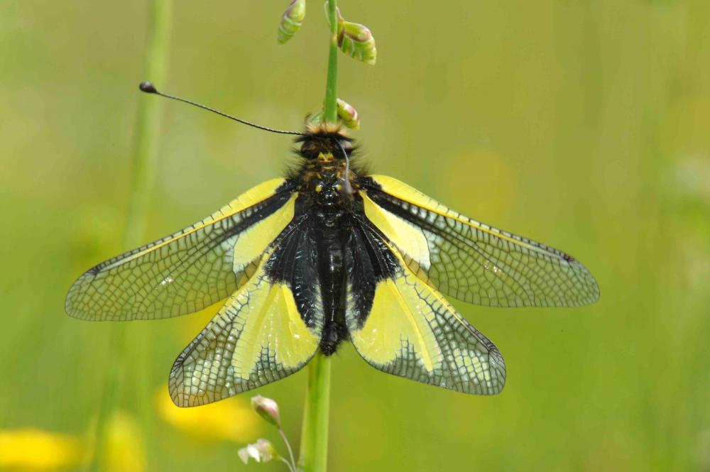 Ascalaphe soufré Libelloides coccajus (Denis & Schiffermüller, 1775)