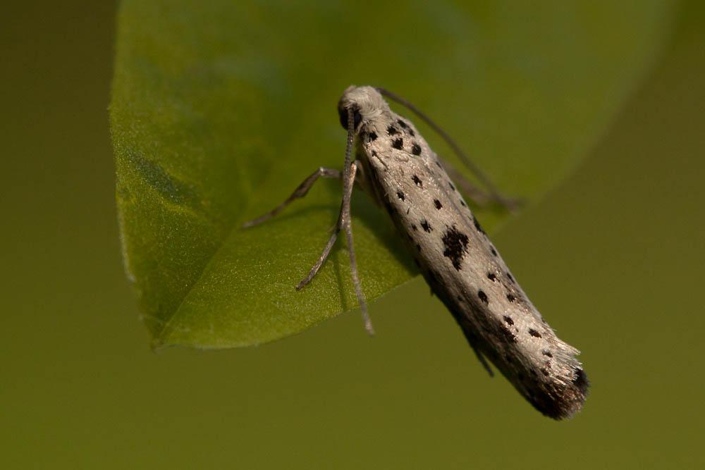 Yponomeuta plumbella (Denis & Schiffermüller, 1775)