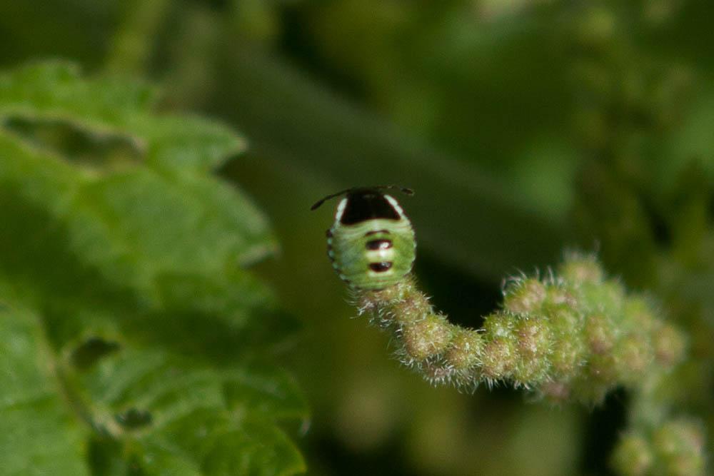 Punaise verte Palomena prasina (Linnaeus, 1760)