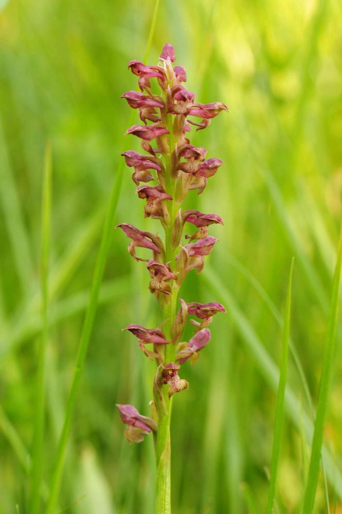 Orchis punaise, Orchis à odeur de punaise Anacamptis coriophora (L.) R.M.Bateman, Pridgeon & M.W.Chase, 1997