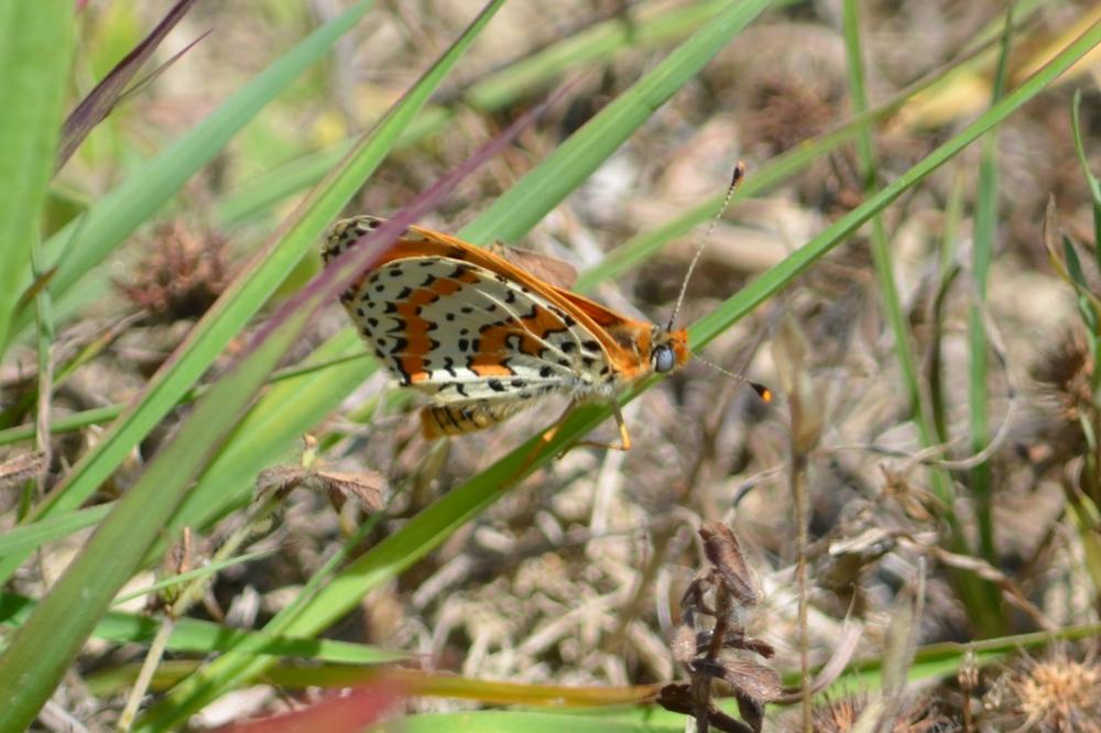 Mélitée orangée (La), Damier orangé (Le), Diane (L Melitaea didyma (Esper, 1778)