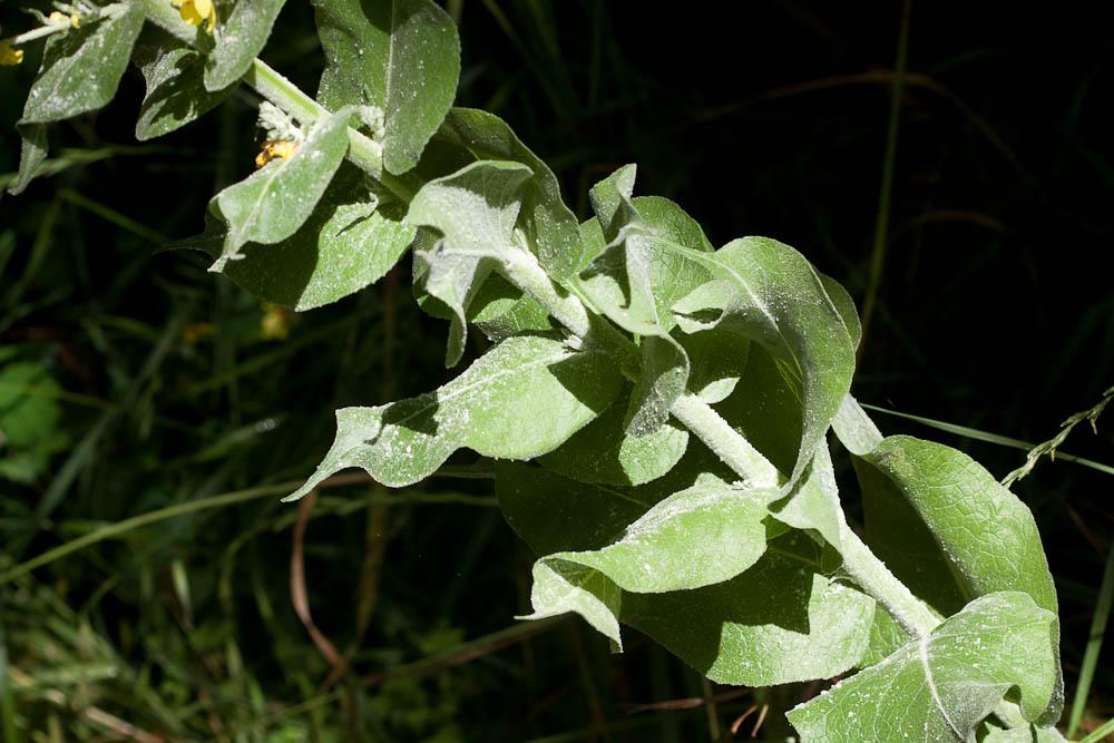 Molène pulvérulente Verbascum pulverulentum Vill., 1779