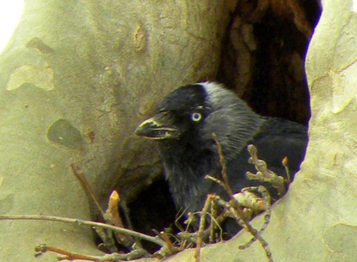 Choucas des tours Corvus monedula Linnaeus, 1758