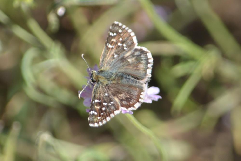 Hespérie de la Malope (L'), Vergeté (Le) Pyrgus onopordi (Rambur, 1839)