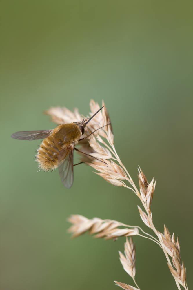  Exhyalanthrax afer (Fabricius, 1794)