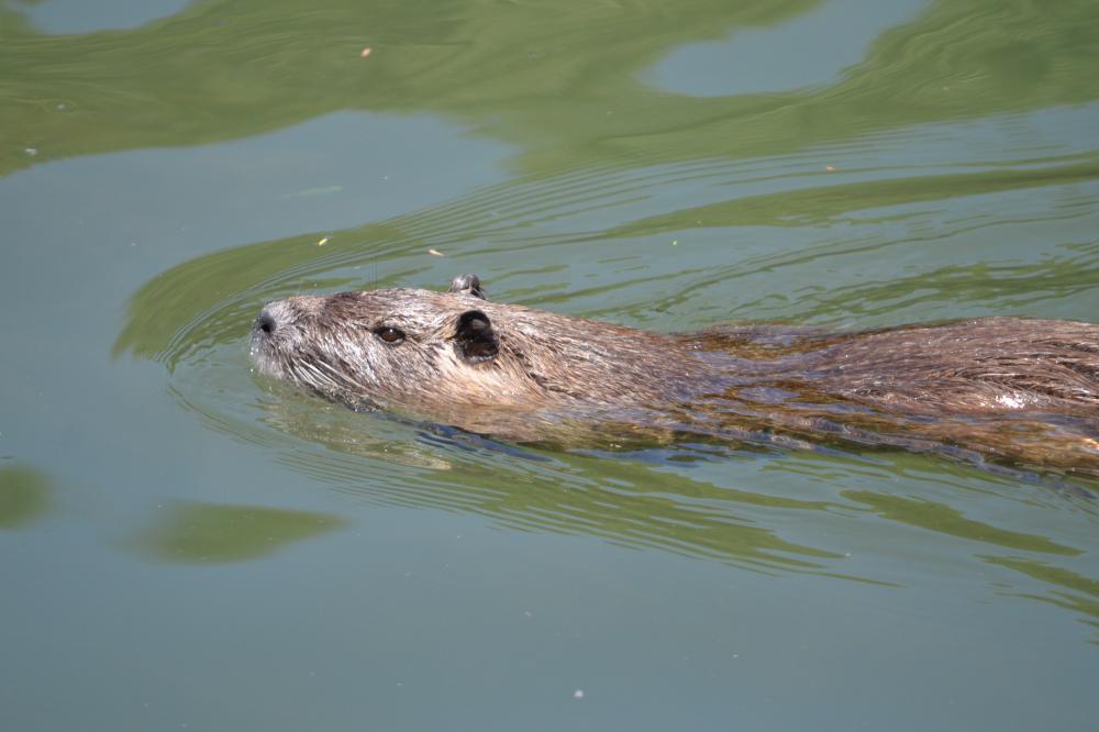 Ragondin Myocastor coypus (Molina, 1782)