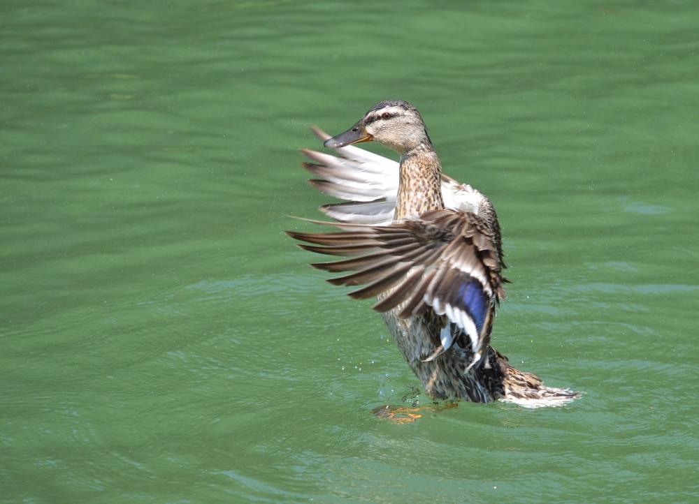 Canard colvert Anas platyrhynchos Linnaeus, 1758